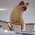 SPLINTR-MaisonDeMoggy-Cat-Cafe-9