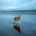 Siberian Husky On A Frozen Lake_0