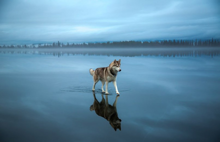 Siberian Husky On A Frozen Lake