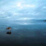 Siberian Husky On A Frozen Lake_1