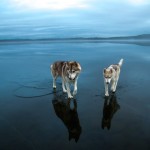 Siberian Husky On A Frozen Lake_10