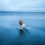 Siberian Husky On A Frozen Lake_11