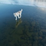 Siberian Husky On A Frozen Lake_13