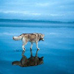 Siberian Husky On A Frozen Lake_2