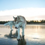 Siberian Husky On A Frozen Lake_3