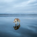 Siberian Husky On A Frozen Lake_4