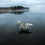 Siberian Husky On A Frozen Lake_5