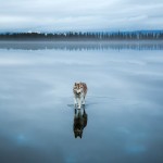 Siberian Husky On A Frozen Lake_8