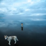 Siberian Husky On A Frozen Lake_9