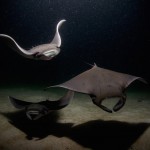 Smithsonian Photo Contest Finalists 2015_11 Smithsonian Photo Contest Finalists 2015_11