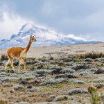 Smithsonian Photo Contest Finalists 2015_12 Smithsonian Photo Contest Finalists 2015_12