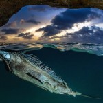Smithsonian Photo Contest Finalists 2015_16 Smithsonian Photo Contest Finalists 2015_16