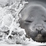Smithsonian Photo Contest Finalists 2015_2 Smithsonian Photo Contest Finalists 2015_2