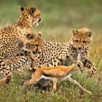Smithsonian Photo Contest Finalists 2015_6 Smithsonian Photo Contest Finalists 2015_6