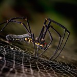 Smithsonian Photo Contest Finalists 2015_7 Smithsonian Photo Contest Finalists 2015_7