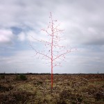 The Art of Forest_0