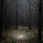 The Art of Forest_2