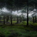 The Art of Forest_6