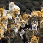 Cats crowd the harbour on Aoshima Island in the Ehime prefecture in southern Japan