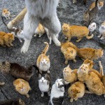 A cat leaps at the photographer to snatch his lunch snack on Aoshima Island in the Ehime prefecture in southern Japan