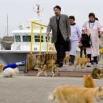 Cats surround people as they get off a boat at the harbour on Aoshima Island in Ehime prefecture in southern Japan