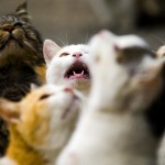Cats beg for food on Aoshima Island in Ehime prefecture in southern Japan