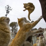 Cats beg for food on Aoshima Island in Ehime prefecture in southern Japan