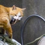 A cat carries a fish on Aoshima Island in Ehime prefecture in southern Japan
