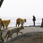 Cats walk along the embankment as a man fishes on Aoshima Island in Ehime prefecture in southern Japan