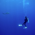 The Shark Anger Documentary_1