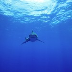The Shark Anger Documentary_11