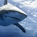 The Shark Anger Documentary_12