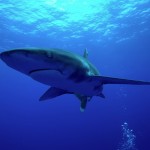The Shark Anger Documentary_13
