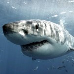 The Shark Anger Documentary_2