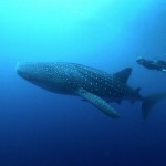 The Shark Anger Documentary_4