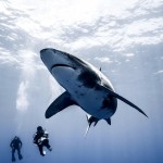The Shark Anger Documentary_6