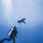 The Shark Anger Documentary_7