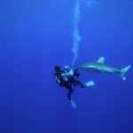 The Shark Anger Documentary_9
