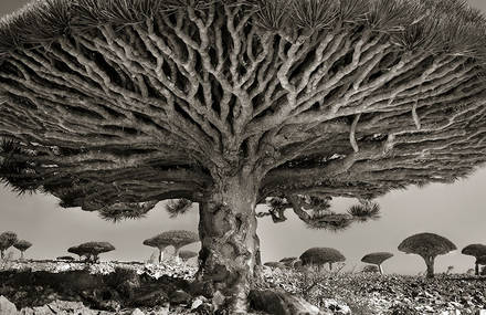 Mythical Dragon’s Blood Tree