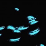 dronebutterfly-4