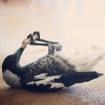 penguin-magpie-rescue-friendship-bloom-family-australia-7