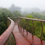 tree-canopy-walkway-path-kirstenbosch-national-botanical-garden-8