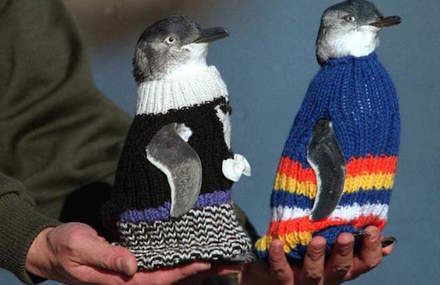 A Man Knits Sweaters to Protect Oil Covered Penguins