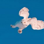 Animal Photography by Rick Dobson_0