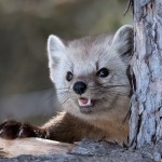Animal Photography by Rick Dobson_1