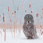 Animal Photography by Rick Dobson_2