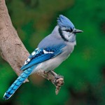 Animal Photography by Rick Dobson_3