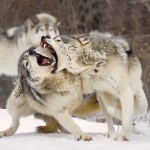 Animal Photography by Rick Dobson_6