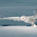 Animal Photography by Rick Dobson_7