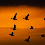 Barnacle geese against a dramatic evening sky